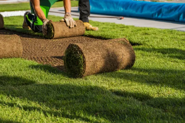 How long after installing sod can you walk on it in Woodbridge, ON