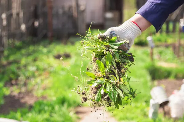 How to clear a yard full of weeds in Woodbridge, ON