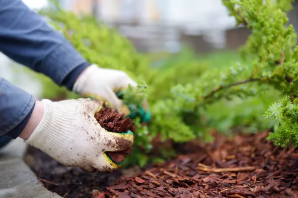 What does mulch do in Woodbridge, ON